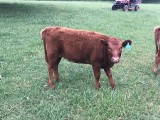 Belle Fourche Lovette (click for more info) Belle Fourche Lovette