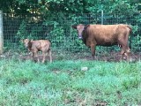 Five Star Mary Belle and baby! (click for more info) Five Star Mary Belle and baby!