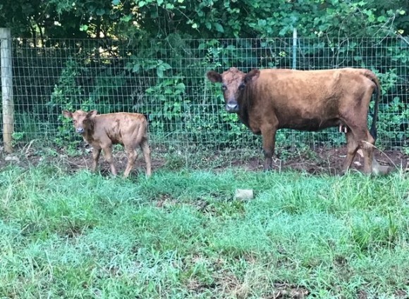 Five Star Mary Belle and baby! Five Star Mary Belle and baby!