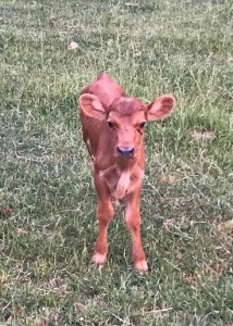 Beryl's darling heifer calf