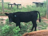 Belle Fourche Lady Lucille (click for more info) Belle Fourche Lady Lucille
