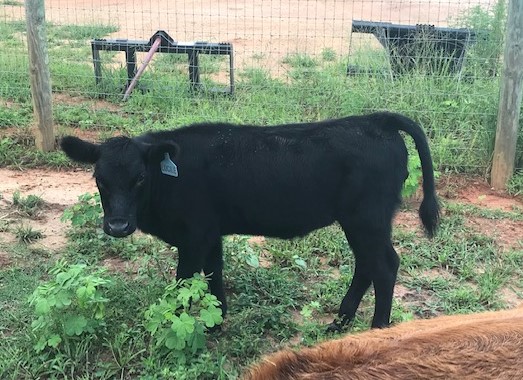 Belle Fourche Lady Lucille Belle Fourche Lady Lucille