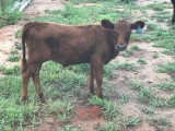 Belle Fourche Trudy (click for more info) Belle Fourche Trudy