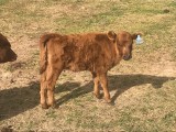 Belle Fourche Daphne (click for more info) Belle Fourche Daphne