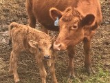 Belle Fourche Maisy Moo and Calf (click for more info) Belle Fourche Maisy Moo and Calf