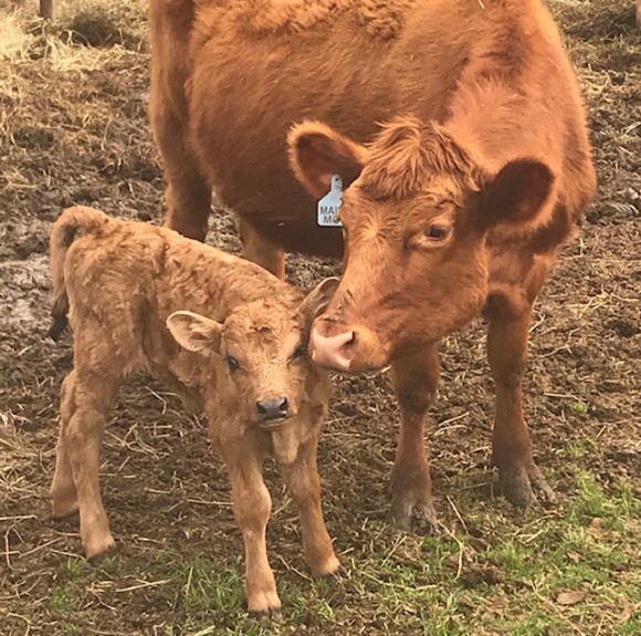Belle Fourche Maisy Moo and Calf Belle Fourche Maisy Moo and Calf