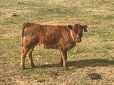 Belle Fourche Mon Bebe (click for more info) Belle Fourche Mon Bebe