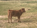 Belle Fourche Sunny (click for more info) Belle Fourche Sunny