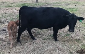 Ginny Lu at 6 years of age