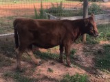 Belle Fourche Esme (click for more info) Belle Fourche Esme