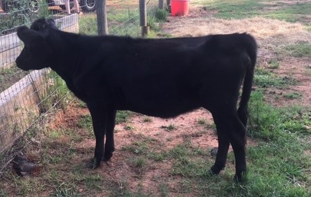 Belle Fourche Miss Moira Belle Fourche Miss Moira