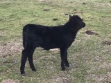 Belle Fourche Odette (click for more info) Belle Fourche Odette