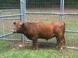 Belle Fourche Guido (click for more info) Belle Fourche Guido
