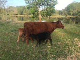 Rosemary frequently seen nursing an extra calf, (or two).