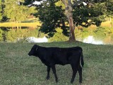 Belle Fourche Melody (click for more info) Belle Fourche Melody