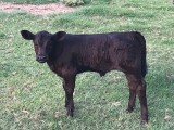 Belle Fourche Lady Vivien (click for more info) Belle Fourche Lady Vivien