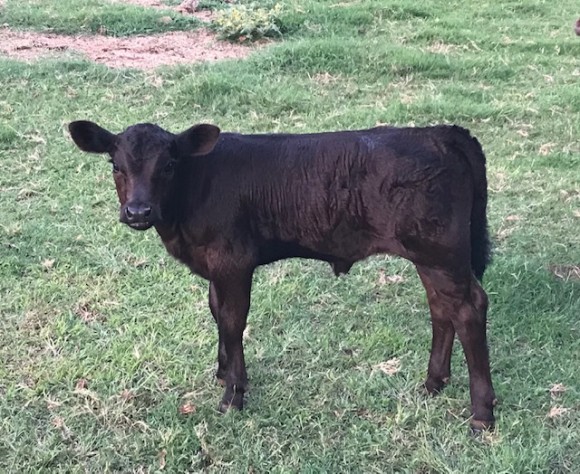 Belle Fourche Lady Vivien Belle Fourche Lady Vivien