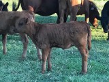 Belle Fourche Tilly (click for more info) Belle Fourche Tilly