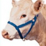 Thumbnail image for Buying a Halter
